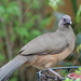 Plain Chachalaca - Photo (c) Marcylecolt, some rights reserved (CC BY-NC), uploaded by Marcylecolt