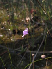 Utricularia caerulea