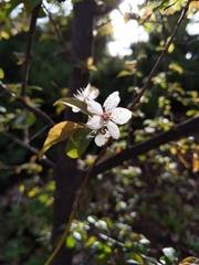 Prunus tomentosa