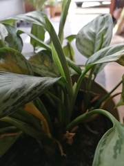 Aglaonema crispum