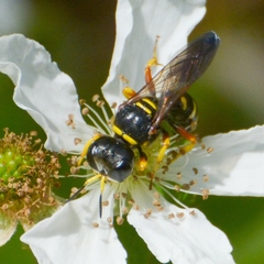 Ectemnius decemmaculatus