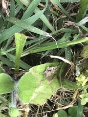 Paratettix mexicanus