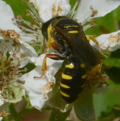 Ectemnius decemmaculatus