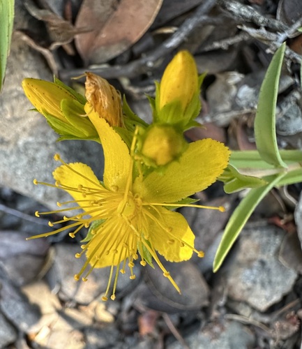Hypericum concinnum, photograph 3