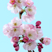 Flowering Plum - Photo (c) benjamine scalvenzi, some rights reserved (CC BY)