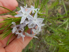 Amsonia ciliata