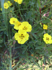 Camissoniopsis cheiranthifolia cheiranthifolia