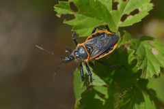 Apiomerus crassipes