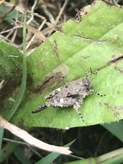 Paratettix mexicanus