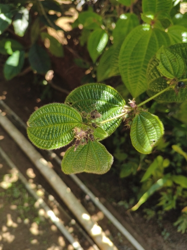 Miconia crenata