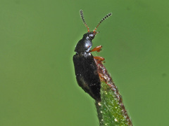 Eusphalerum minutum