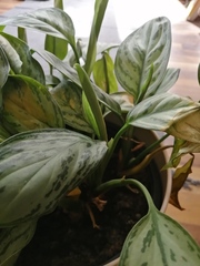 Aglaonema crispum