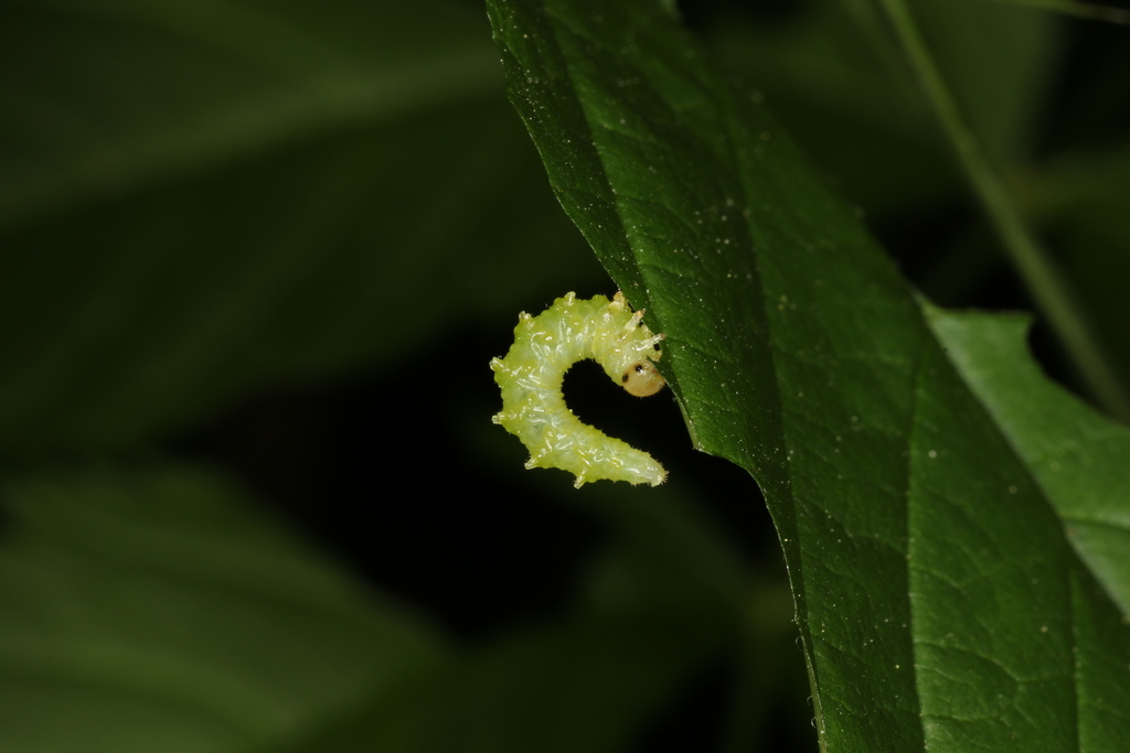 Aruncus Sawfly