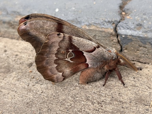 Polyphemus Moth