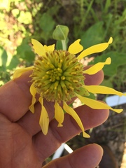 Tetragonotheca repanda