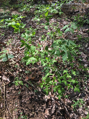 Staphylea trifolia