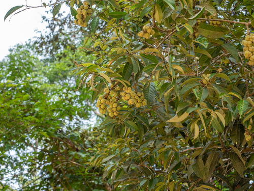 Castanopsis inermis observed 2026-06-20