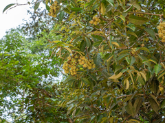 Castanopsis inermis, photograph (c) Samuel Lee, some rights reserved (CC BY)