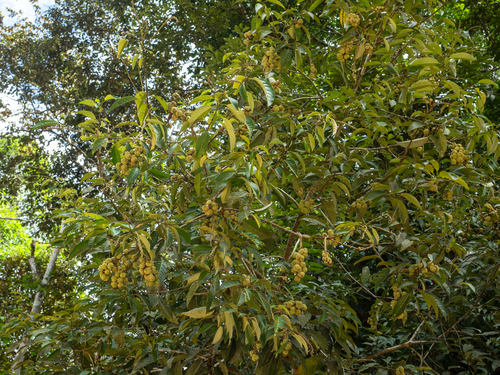 Castanopsis inermis
