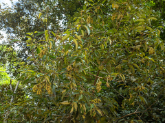 Castanopsis inermis