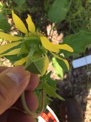 Tetragonotheca repanda