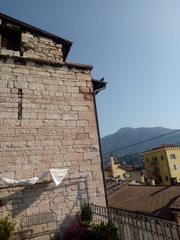 Columba livia domestica