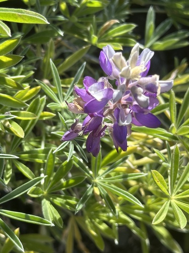 Lupinus albifrons, photograph 6
