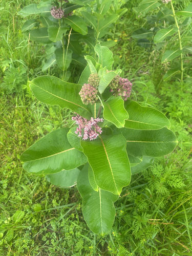 common milkweed