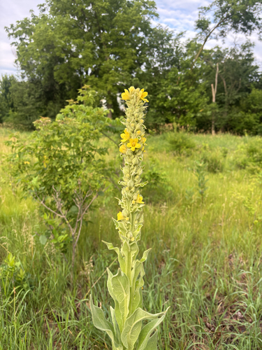 great mullein