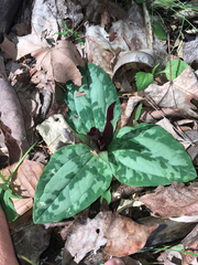 Trillium decumbens