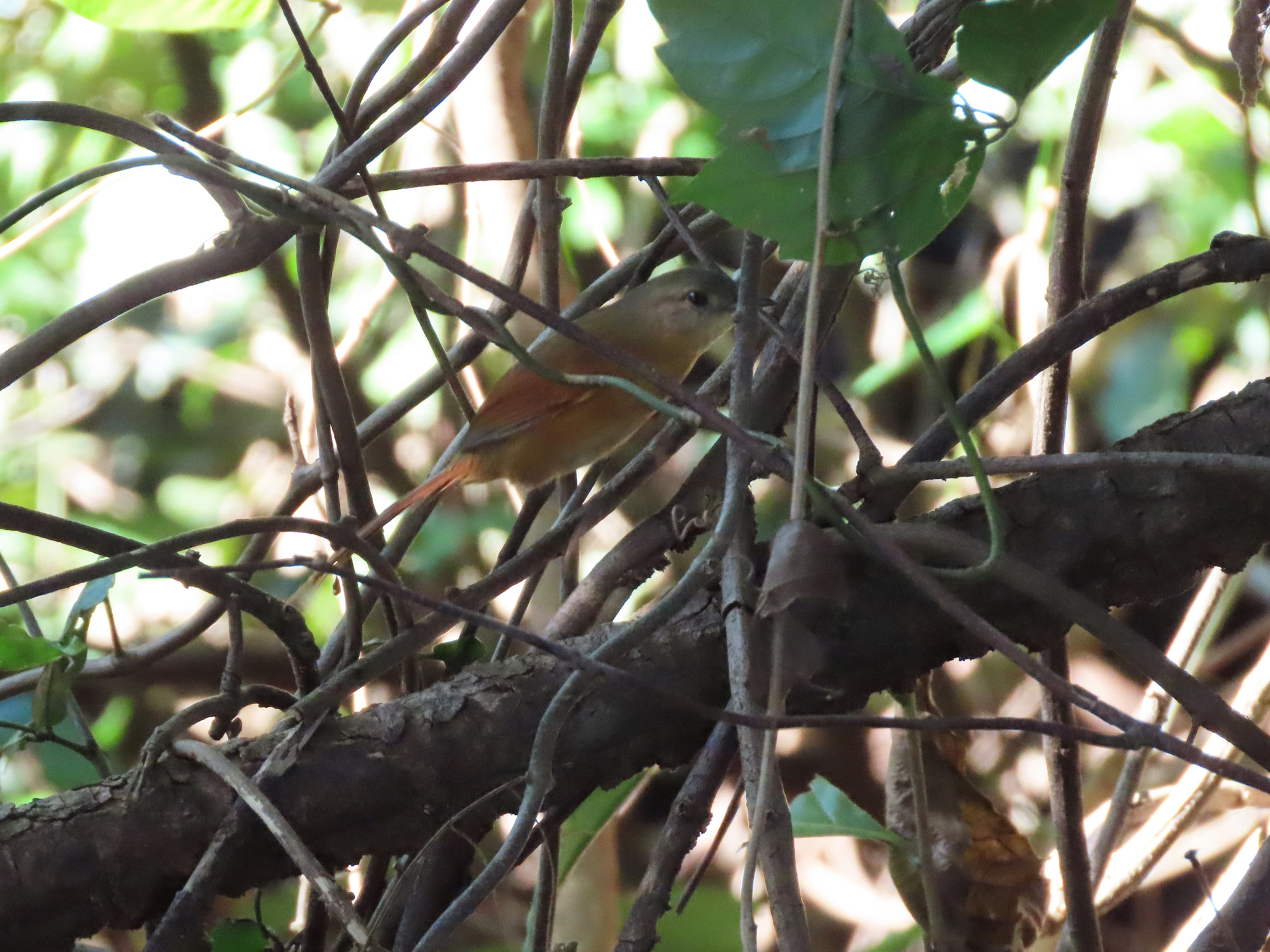 White-lored Spinetail (Synallaxis albilora), photo 2