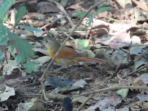 White-lored Spinetail (Synallaxis albilora)