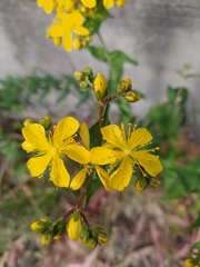 Hypericum perfoliatum