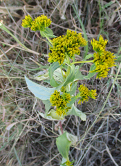 Flaveria bidentis image