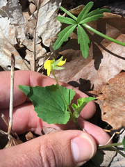 Viola pubescens
