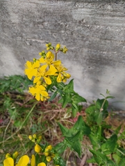 Hypericum perfoliatum