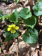 Viola pubescens