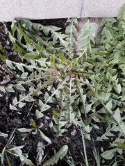 Taraxacum officinale