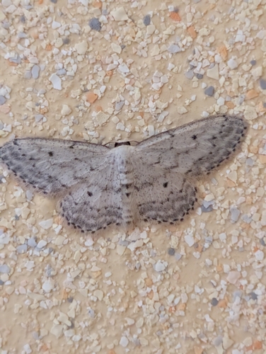 Small Dusty Wave