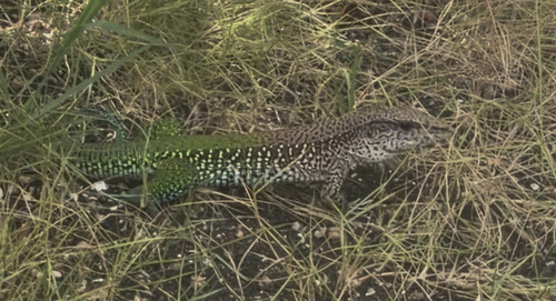 Giant Ameiva