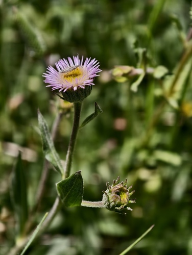 Erigeron atticus, photograph 4