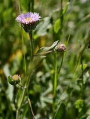 Erigeron atticus, photograph (c) fmunoz, some rights reserved (CC BY)