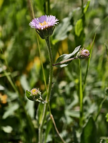 Erigeron atticus, photograph 6