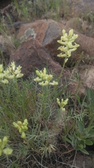 Astragalus flavus