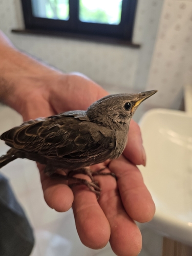 European Starling