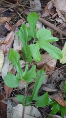 Aristolochia shimadae
