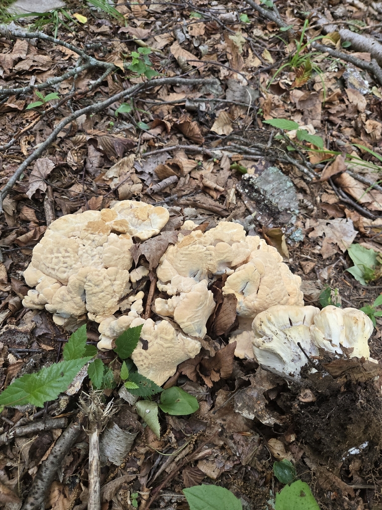 Black-staining Polypore · June 2026 · photo: Photo: (c) Alexander Diaz, some rights reserved (CC BY) · iNaturalist
