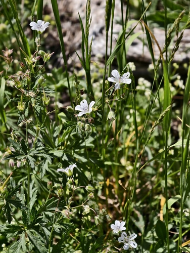 Geranium rivulare