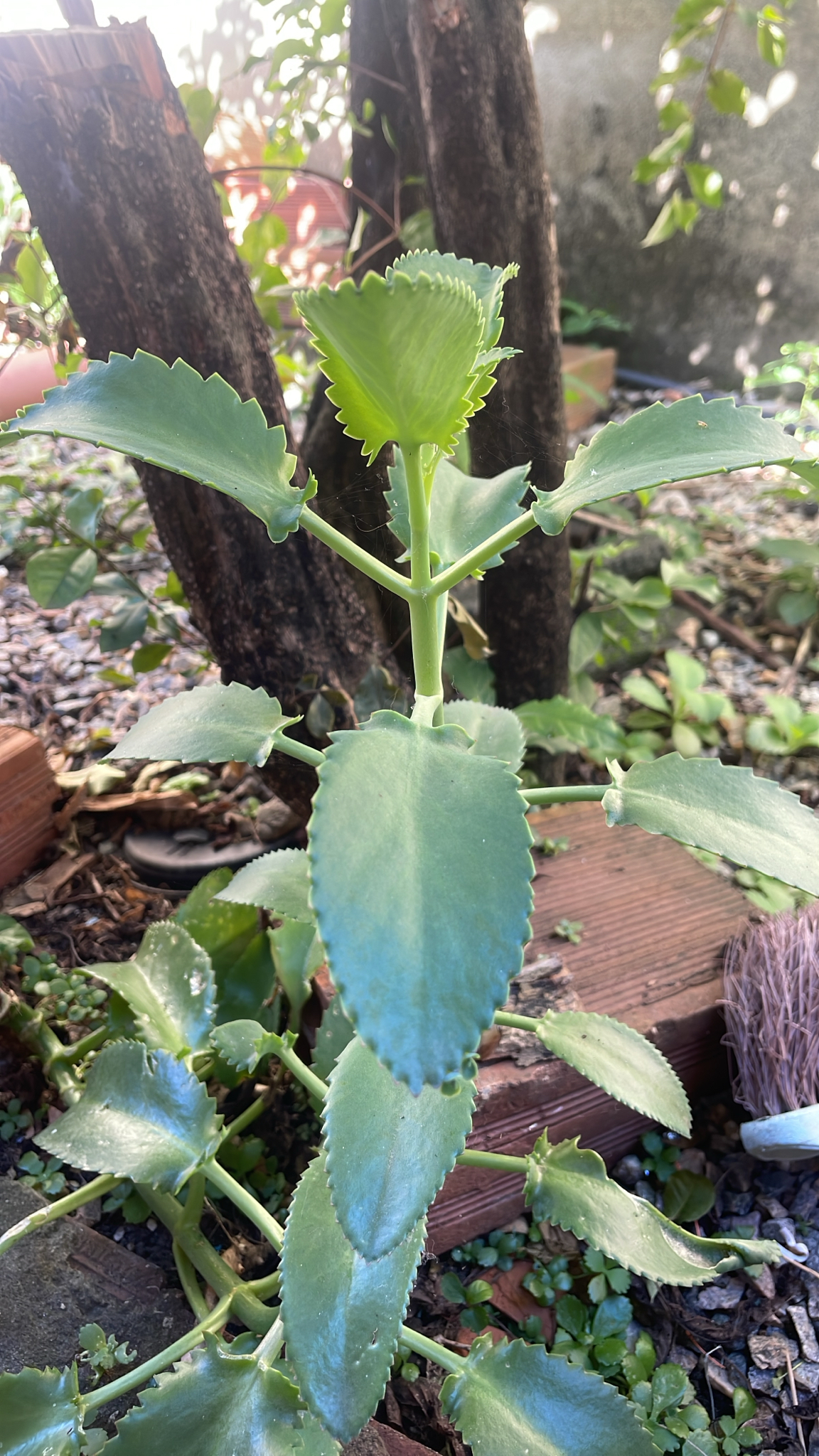Kalanchoe laetivirens
