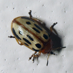 Chrysomela texana